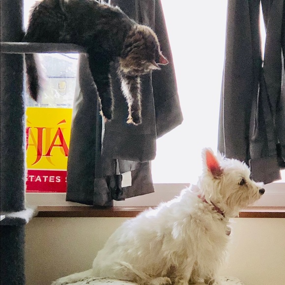 Meet your Posher, Jeannette - Picture 10 of 12